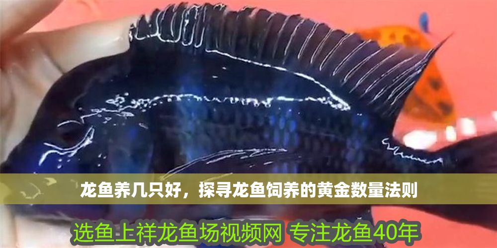 詳細(xì)閱讀:龍魚(yú)養(yǎng)幾只好,探尋龍魚(yú)飼養(yǎng)的黃金數(shù)量法則 龍魚(yú)養(yǎng)幾只好,探尋龍魚(yú)飼養(yǎng)的黃金數(shù)量法則