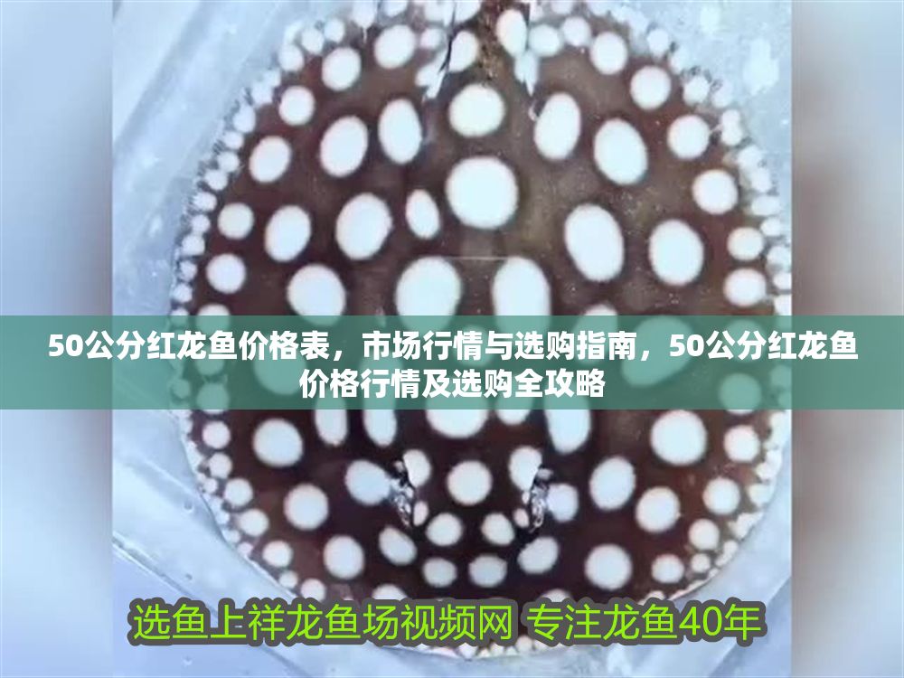 50公分紅龍魚價格表，市場行情與選購指南，50公分紅龍魚價格行情及選購全攻略