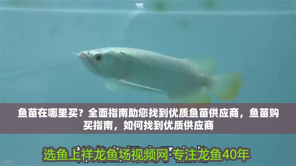魚苗在哪里買？全面指南助您找到優質魚苗供應商，魚苗購買指南，如何找到優質供應商