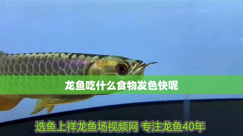 龍魚吃什么食物發色快呢
