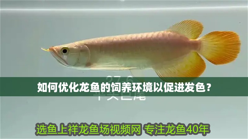 如何優(yōu)化龍魚的飼養(yǎng)環(huán)境以促進發(fā)色？