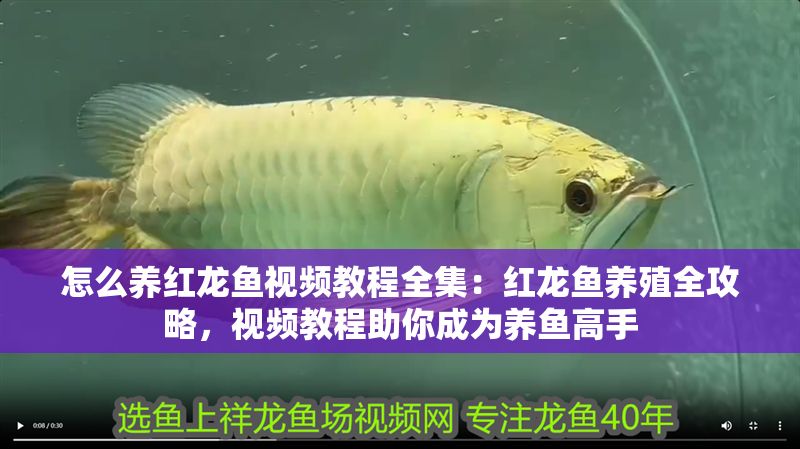 怎么養紅龍魚視頻教程全集：紅龍魚養殖全攻略，視頻教程助你成為養魚高手