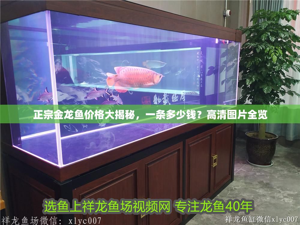 正宗金龍魚價格大揭秘，一條多少錢？高清圖片全覽