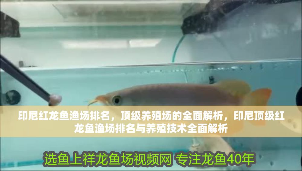 印尼紅龍魚漁場排名，頂級養殖場的全面解析，印尼頂級紅龍魚漁場排名與養殖技術全面解析