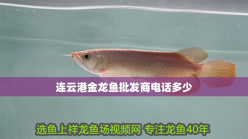 連云港金龍魚批發商電話多少