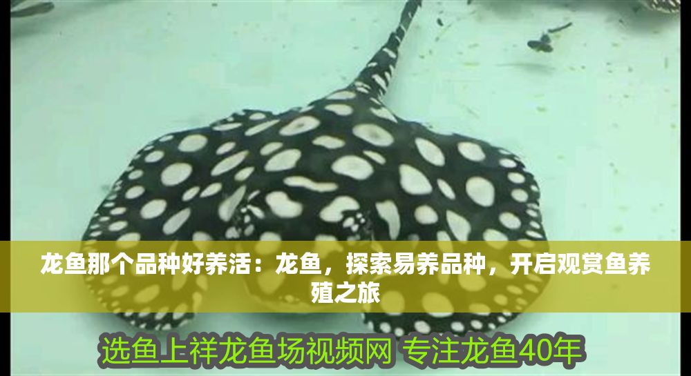 龍魚那個品種好養活：龍魚，探索易養品種，開啟觀賞魚養殖之旅