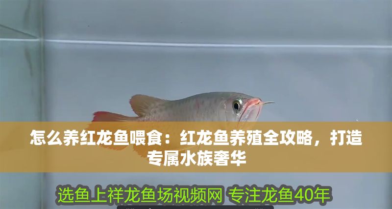 怎么養紅龍魚喂食：紅龍魚養殖全攻略，打造專屬水族奢華