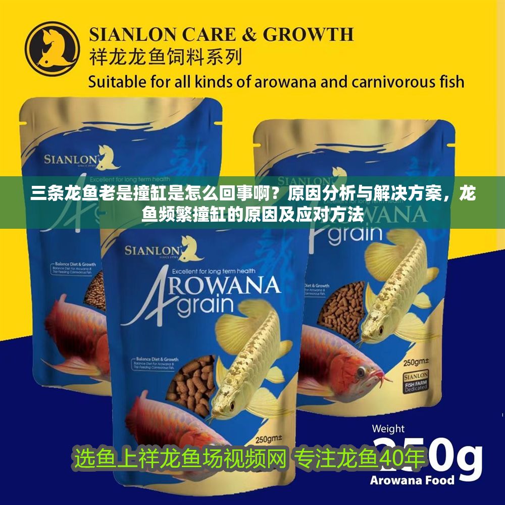 詳細(xì)閱讀:三條龍魚(yú)老是撞缸是怎么回事啊?原因分析與解決方案,龍魚(yú)頻繁撞缸的原因及應(yīng)對(duì)方法 三條龍魚(yú)老是撞缸是怎么回事啊?原因分析與解決方案,龍魚(yú)頻繁撞缸的原因及應(yīng)對(duì)方法