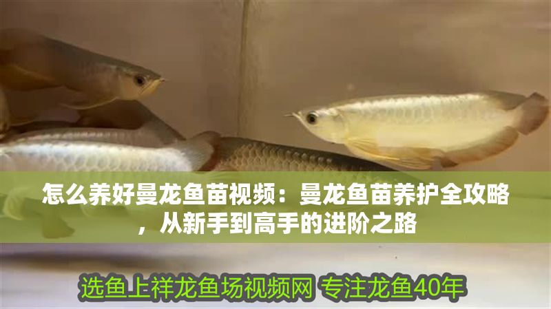 怎么養好曼龍魚苗視頻：曼龍魚苗養護全攻略，從新手到高手的進階之路