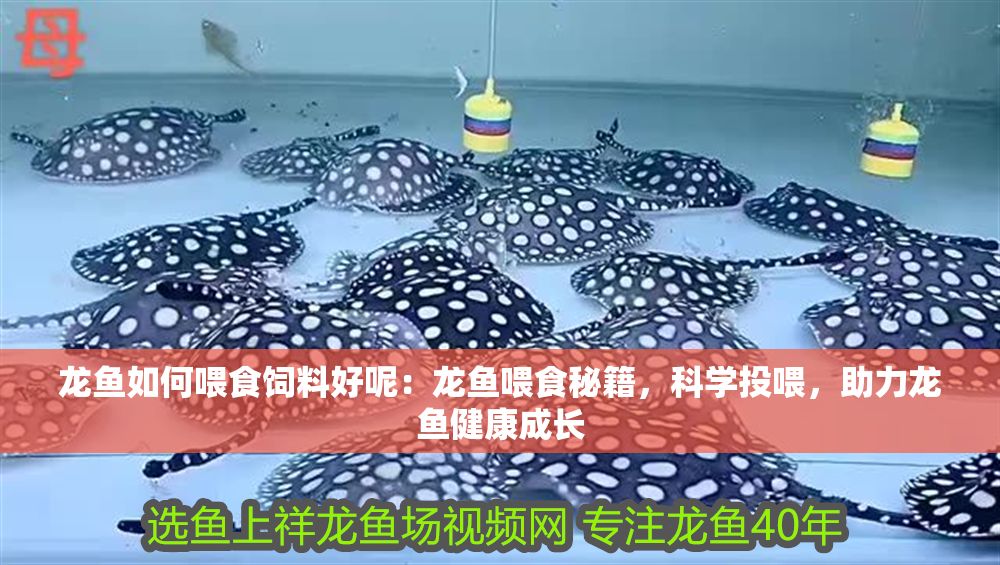 龍魚如何喂食飼料好呢：龍魚喂食秘籍，科學投喂，助力龍魚健康成長