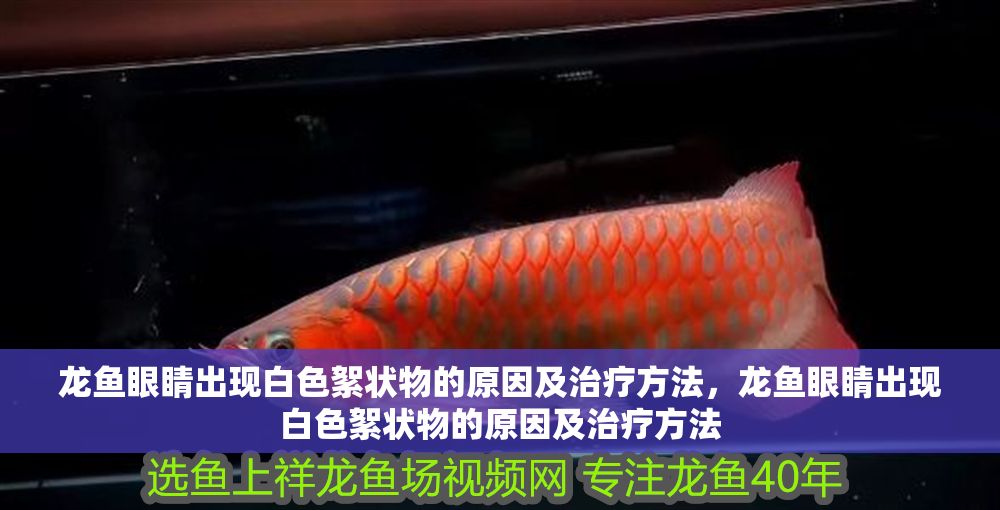 龍魚眼睛出現白色絮狀物的原因及治療方法，龍魚眼睛出現白色絮狀物的原因及治療方法