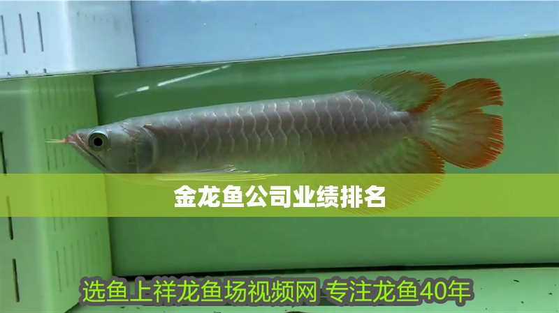 金龍魚公司業(yè)績排名