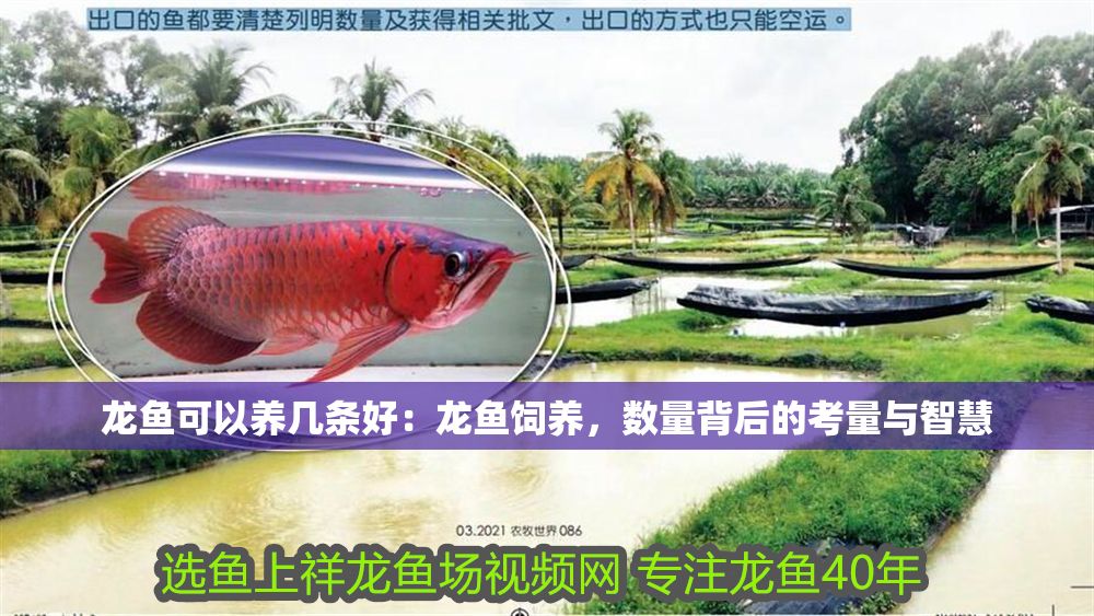 龍魚可以養幾條好：龍魚飼養，數量背后的考量與智慧
