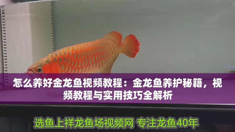 怎么養好金龍魚視頻教程：金龍魚養護秘籍，視頻教程與實用技巧全解析