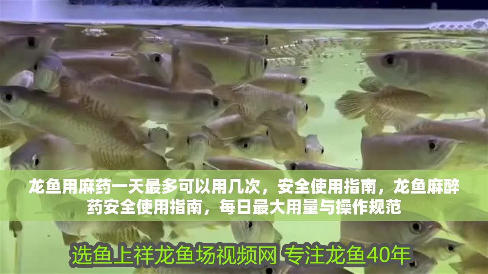 龍魚用麻藥一天最多可以用幾次，安全使用指南，龍魚麻醉藥安全使用指南，每日最大用量與操作規(guī)范 龍魚用麻藥一天最多可以用幾次，安全使用指南，龍魚麻醉藥安全使用指南，每日最大用量與操作規(guī)范 龍魚百科 第1張