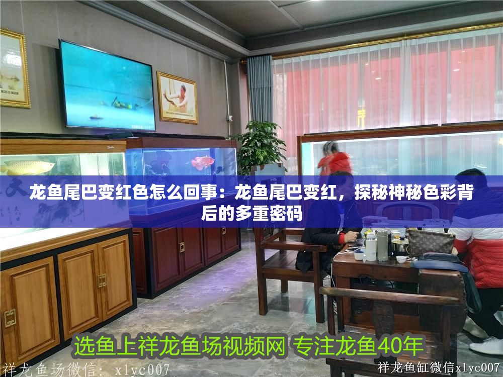 龍魚(yú)尾巴變紅色怎么回事：龍魚(yú)尾巴變紅，探秘神秘色彩背后的多重密碼