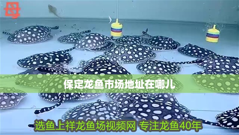 保定龍魚市場地址在哪兒