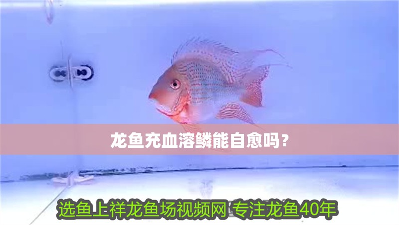 龍魚充血溶鱗能自愈嗎？