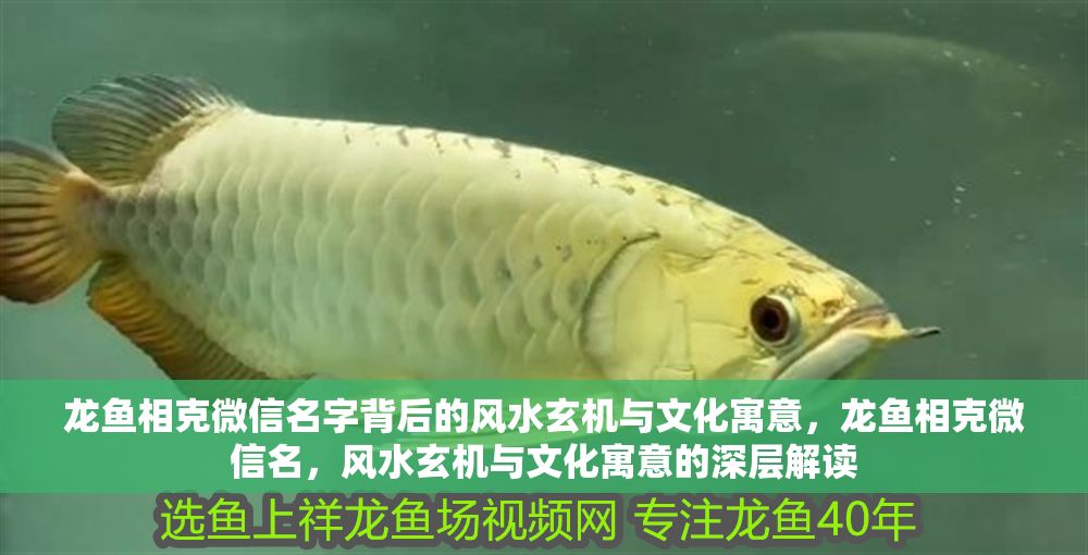龍魚相克微信名字背后的風(fēng)水玄機(jī)與文化寓意，龍魚相克微信名，風(fēng)水玄機(jī)與文化寓意的深層解讀