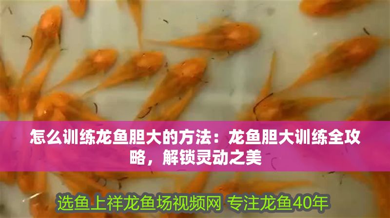 怎么訓(xùn)練龍魚膽大的方法：龍魚膽大訓(xùn)練全攻略，解鎖靈動(dòng)之美