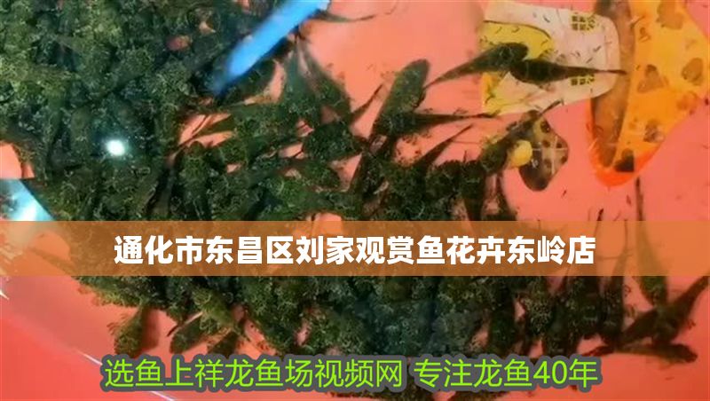 通化市東昌區劉家觀賞魚花卉東嶺店 通化市東昌區劉家觀賞魚花卉東嶺店 全國水族館企業名錄 第1張