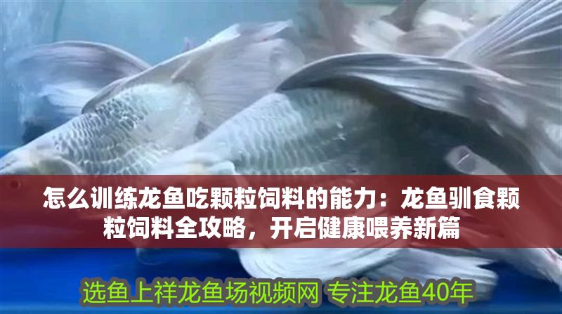 怎么訓練龍魚吃顆粒飼料的能力：龍魚馴食顆粒飼料全攻略，開啟健康喂養新篇
