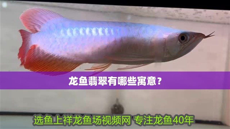 龍魚(yú)翡翠有哪些寓意？