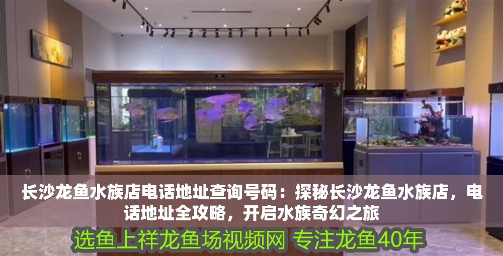 長沙龍魚水族店電話地址查詢號碼：探秘長沙龍魚水族店，電話地址全攻略，開啟水族奇幻之旅