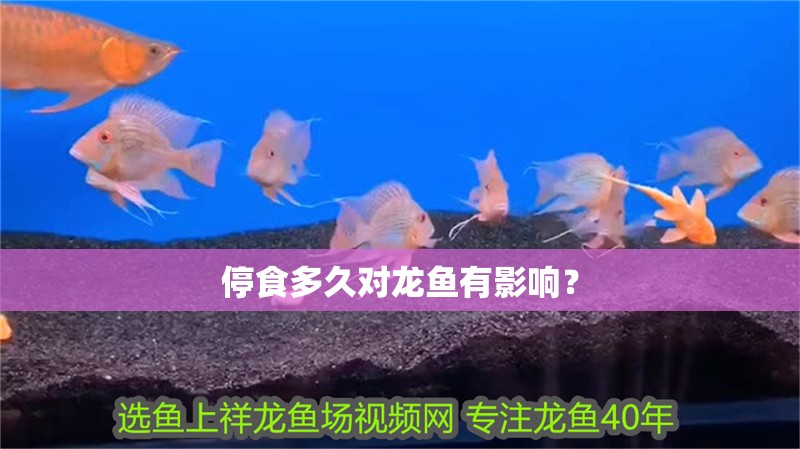 停食多久對龍魚有影響？