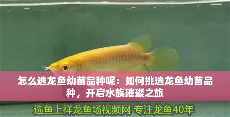 怎么選龍魚幼苗品種呢：如何挑選龍魚幼苗品種，開啟水族璀璨之旅