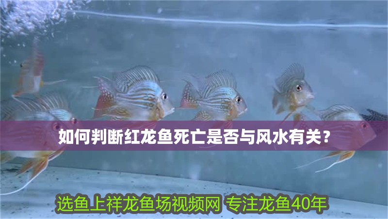 如何判斷紅龍魚死亡是否與風水有關？