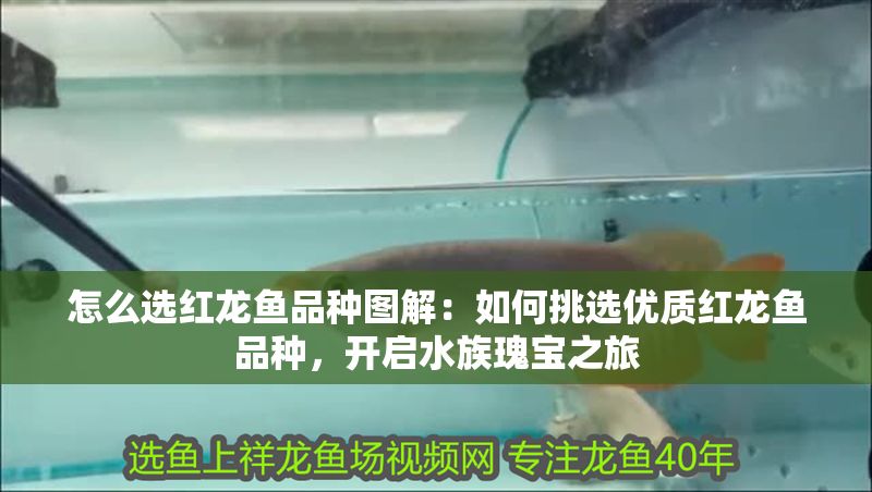 怎么選紅龍魚品種圖解：如何挑選優質紅龍魚品種，開啟水族瑰寶之旅