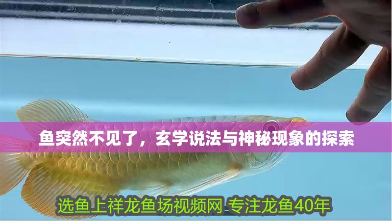 魚突然不見了,玄學說法與神秘現象的探索 龍魚百科 第1張 魚突然不見了,玄學說法與神秘現象的探索 魚突然不見了,玄學說法與神秘現象的探索 龍魚百科 第1張