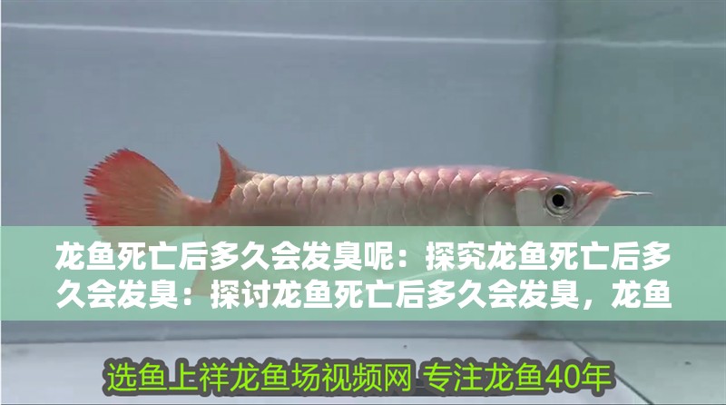 龍魚(yú)死亡后多久會(huì)發(fā)臭呢：探究龍魚(yú)死亡后多久會(huì)發(fā)臭：探討龍魚(yú)死亡后多久會(huì)發(fā)臭，龍魚(yú)死亡后多久會(huì)發(fā)臭