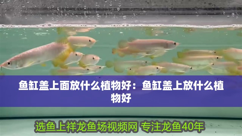 魚缸蓋上面放什么植物好：魚缸蓋上放什么植物好