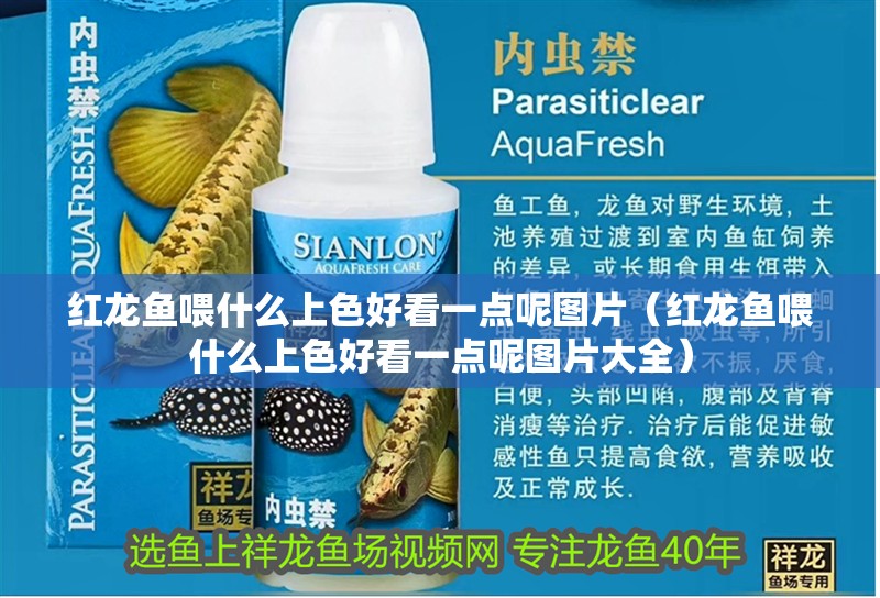 紅龍魚喂什么上色好看一點呢圖片（紅龍魚喂什么上色好看一點呢圖片大全）