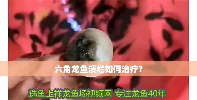 六角龍魚潰爛如何治療？