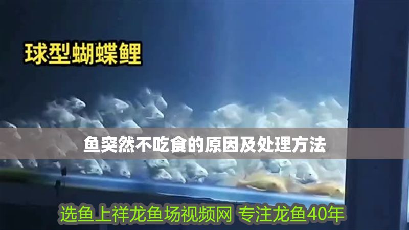 魚突然不吃食的原因及處理方法