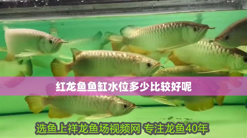 紅龍魚魚缸水位多少比較好呢