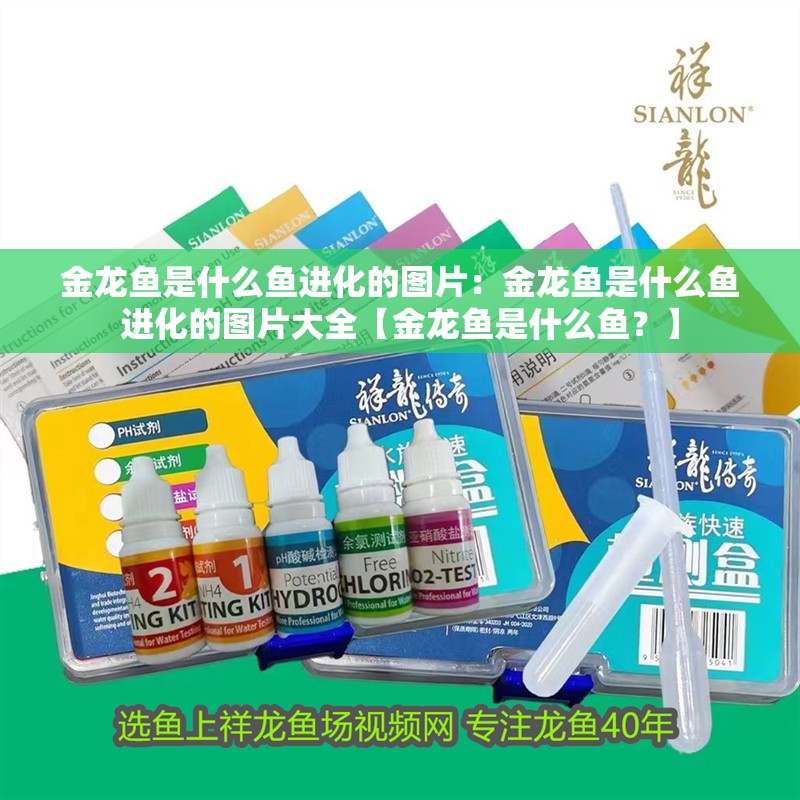 金龍魚是什么魚進化的圖片:金龍魚是什么魚進化的圖片大全【金龍魚是什么魚?】 水族問答 金龍魚是什么魚進化的圖片:金龍魚是什么魚進化的圖片大全【金龍魚是什么魚?】 金龍魚是什么魚進化的圖片:金龍魚是什么魚進化的圖片大全【金龍魚是什么魚?】 水族問答