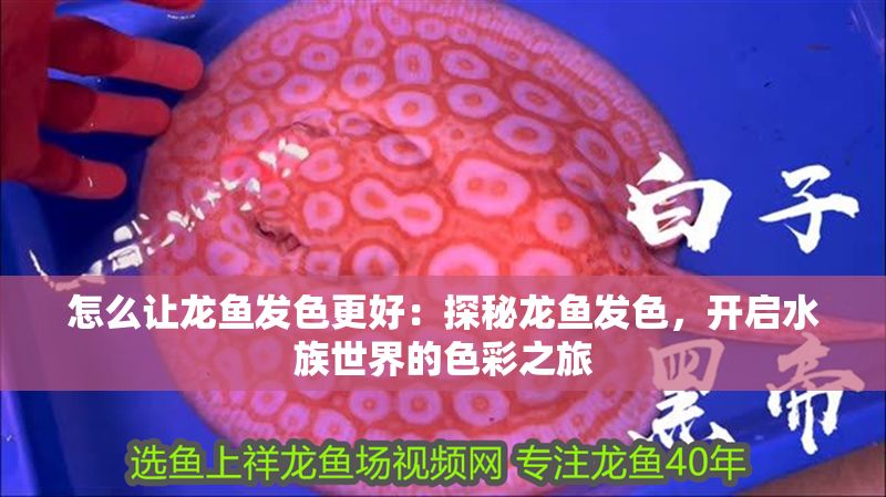 怎么讓龍魚發色更好：探秘龍魚發色，開啟水族世界的色彩之旅