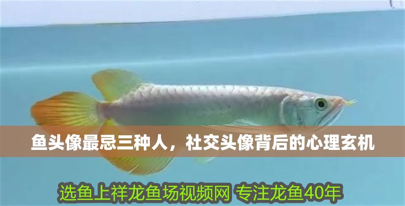 魚頭像最忌三種人，社交頭像背后的心理玄機