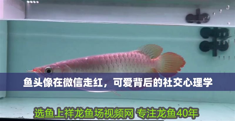 魚頭像在微信走紅，可愛背后的社交心理學