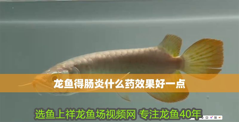 龍魚得腸炎什么藥效果好一點