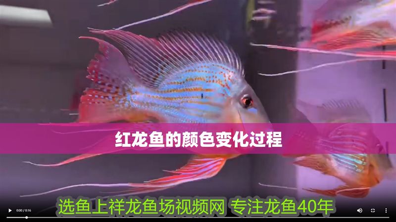 紅龍魚的顏色變化過程