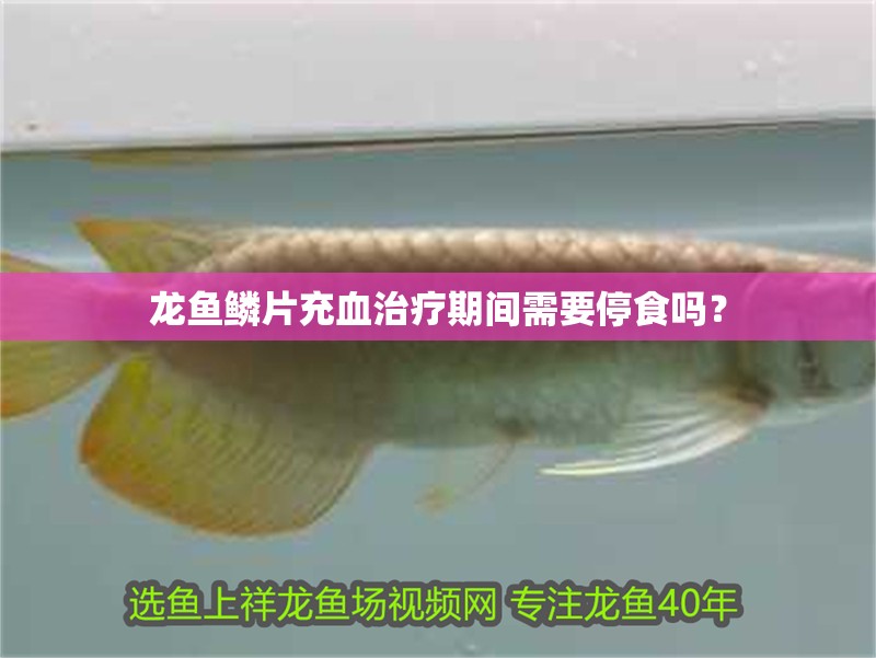 龍魚鱗片充血治療期間需要停食嗎？