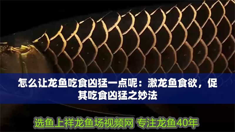 怎么讓龍魚吃食兇猛一點呢：激龍魚食欲，促其吃食兇猛之妙法