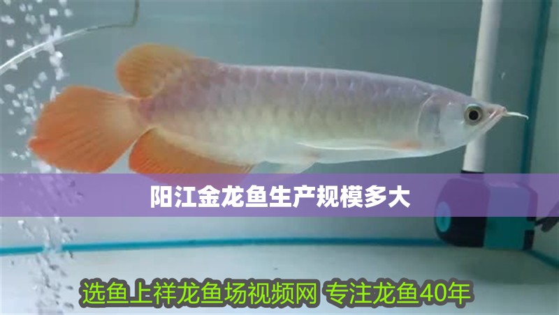 陽江金龍魚生產規(guī)模多大