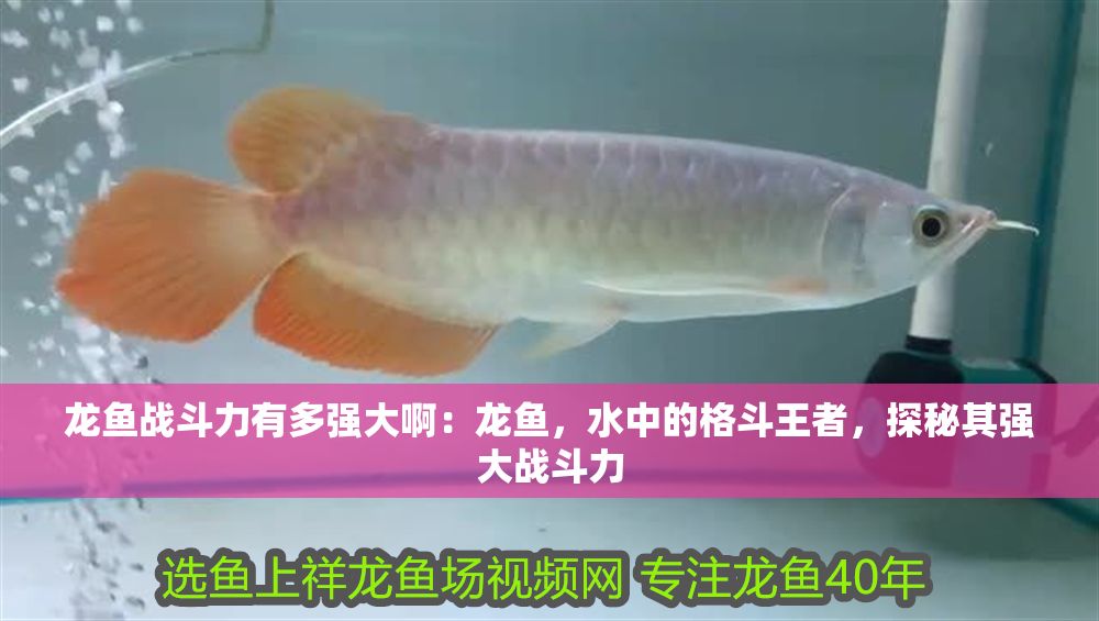 龍魚戰斗力有多強大啊：龍魚，水中的格斗王者，探秘其強大戰斗力