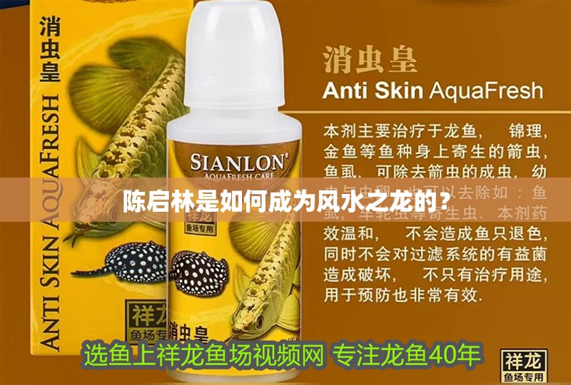 陳啟林是如何成為風水之龍的？